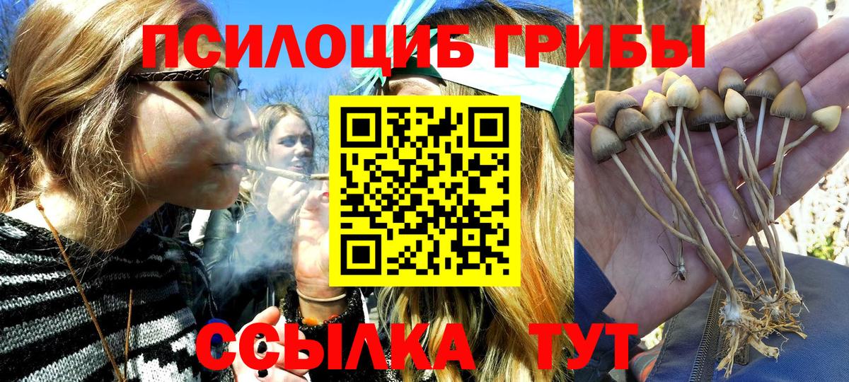 Галлюциногенные грибы Psilocybe Белореченск